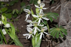Habenaria kariniae