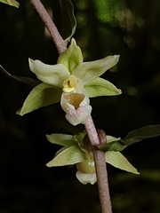 Epipactis purpurata