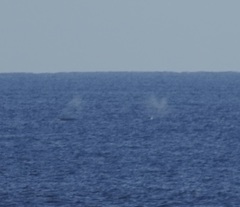 Megaptera novaeangliae