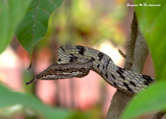 Ahaetulla sahyadrensis