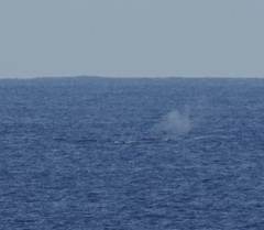 Megaptera novaeangliae