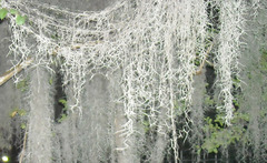 Tillandsia usneoides