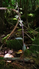 Epipactis purpurata