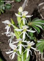 Habenaria kariniae