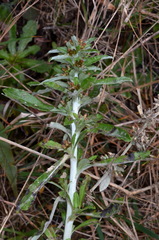 Gamochaeta simplicicaulis