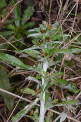 Gamochaeta simplicicaulis