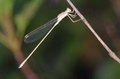 Lestes concinnus