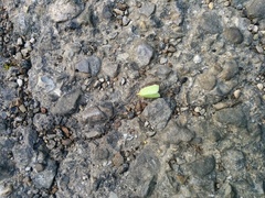 Tortrix viridana