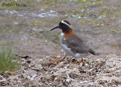 Phegornis mitchellii