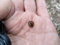 Glossiphonia complanata