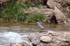 Phegornis mitchellii