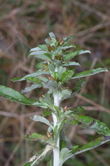 Gamochaeta simplicicaulis