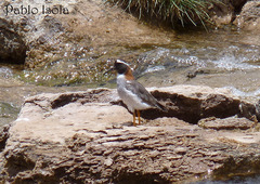 Phegornis mitchellii