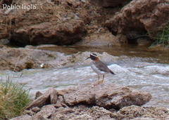 Phegornis mitchellii