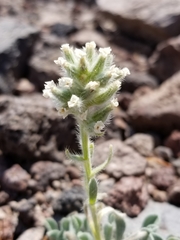 Oreocarya sobolifera