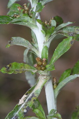 Gamochaeta simplicicaulis