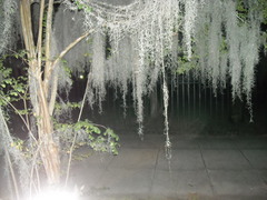 Tillandsia usneoides