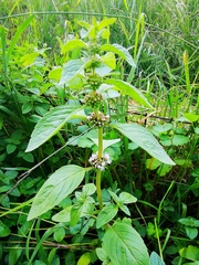 Mentha arvensis