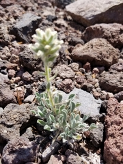 Oreocarya sobolifera