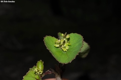 Micropleura renifolia