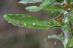 Gamochaeta simplicicaulis