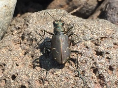 Cicindela depressula