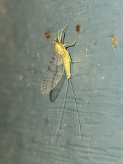 Leucrocuta maculipennis