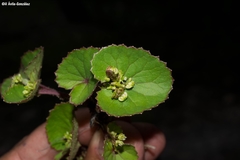 Micropleura renifolia