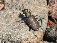 Cicindela depressula