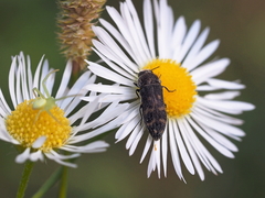 Acmaeoderella