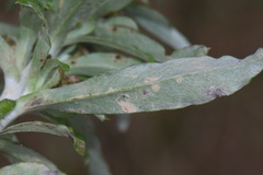 Gamochaeta simplicicaulis