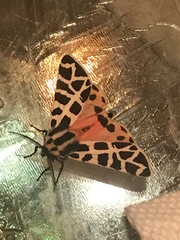 Apantesis incorrupta