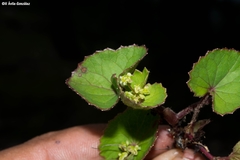Micropleura renifolia