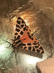 Apantesis incorrupta