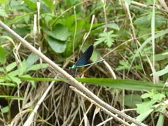 Matrona basilaris