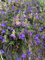 Penstemon caespitosus
