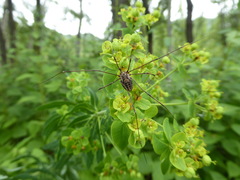 Homolophus