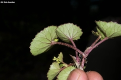 Micropleura renifolia