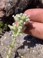 Oreocarya sobolifera
