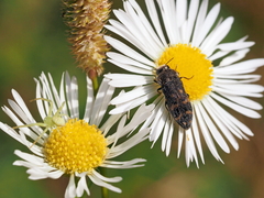 Acmaeoderella