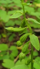 Epipactis phyllanthes