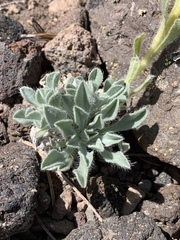 Oreocarya sobolifera