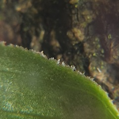 Epipactis phyllanthes