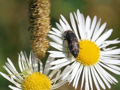 Acmaeoderella