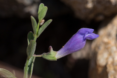 Scutellaria antirrhinoides