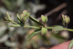 Scutellaria antirrhinoides
