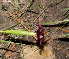 Tigridia multiflora