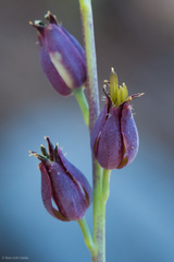 Streptanthus barbatus