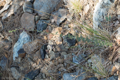 Streptanthus barbatus