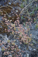 Micranthes bryophora